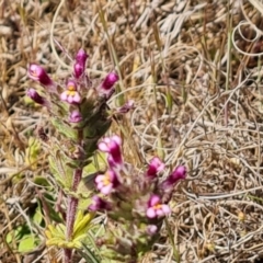 Parentucellia latifolia (Red Bartsia) at Phillip, ACT - 28 Sep 2023 by Mike