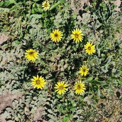 Arctotheca calendula (Capeweed, Cape Dandelion) at Mawson Ponds - 28 Sep 2023 by Mike