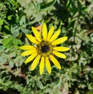 Arctotheca calendula at Mawson, ACT - 28 Sep 2023