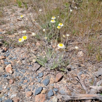 Leucochrysum albicans subsp. tricolor (Hoary Sunray) at Tuggeranong, ACT - 28 Sep 2023 by LPadg