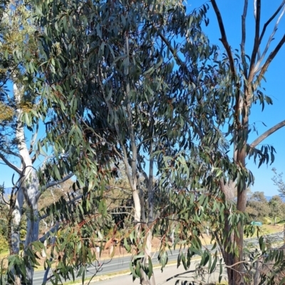Eucalyptus pauciflora subsp. pauciflora (White Sally, Snow Gum) at Kambah, ACT - 24 Sep 2023 by LPadg