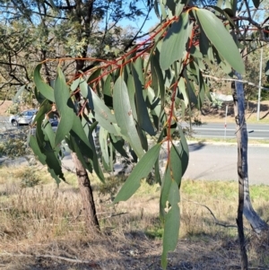 Eucalyptus pauciflora subsp. pauciflora at Kambah, ACT - 25 Sep 2023 08:19 AM