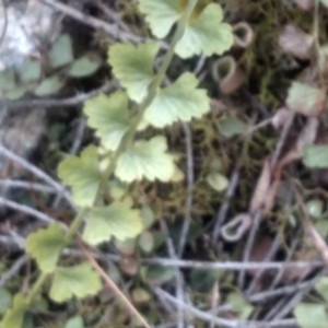 Asplenium flabellifolium at Countegany, NSW - 27 Sep 2023