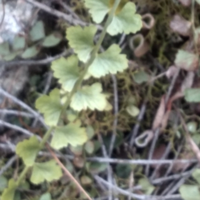 Asplenium flabellifolium (Necklace Fern) at Wadbilliga National Park - 27 Sep 2023 by mahargiani