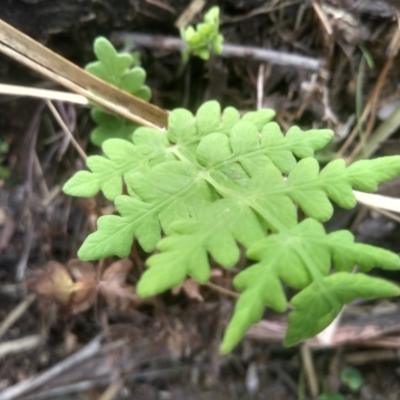 Histiopteris incisa (Bat's-Wing Fern) at Countegany, NSW - 27 Sep 2023 by mahargiani