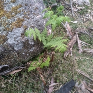 Histiopteris incisa at Countegany, NSW - 27 Sep 2023