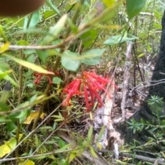 Grevillea rhyolitica at Countegany, NSW - 27 Sep 2023