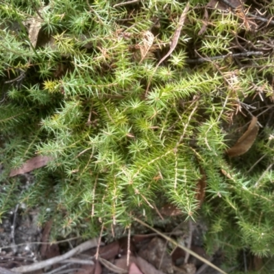 Acrotriche serrulata (Ground-berry) at Countegany, NSW - 27 Sep 2023 by mahargiani