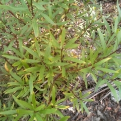 Persoonia silvatica (Forest Geebung) at Wadbilliga National Park - 27 Sep 2023 by mahargiani