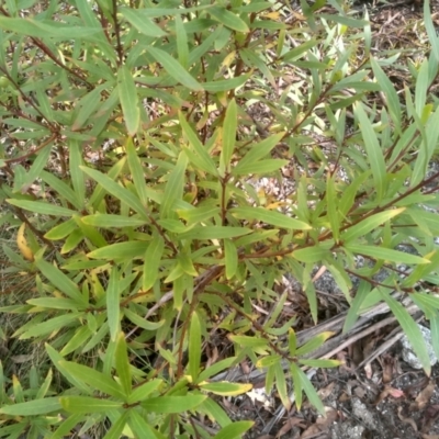 Persoonia silvatica (Forest Geebung) at Wadbilliga National Park - 27 Sep 2023 by mahargiani