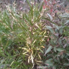 Hakea eriantha (Tree Hakea) at Countegany, NSW - 27 Sep 2023 by mahargiani