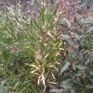 Hakea eriantha at Countegany, NSW - 27 Sep 2023