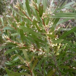 Hakea eriantha at Countegany, NSW - 27 Sep 2023