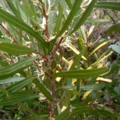 Hakea eriantha at Countegany, NSW - 27 Sep 2023