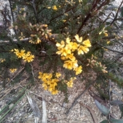 Pultenaea altissima at Countegany, NSW - 27 Sep 2023