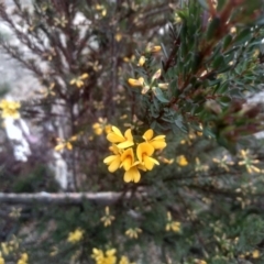 Pultenaea altissima at Countegany, NSW - 27 Sep 2023