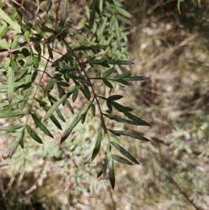 Polyscias sambucifolia at Captains Flat, NSW - 28 Sep 2023 12:34 PM