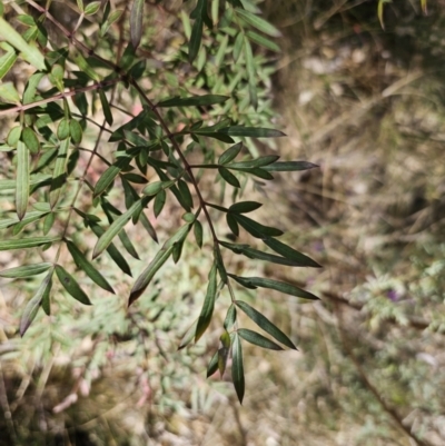Polyscias sambucifolia (Elderberry Panax) at Captains Flat, NSW - 28 Sep 2023 by Csteele4