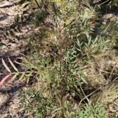 Polyscias sambucifolia at Captains Flat, NSW - 28 Sep 2023