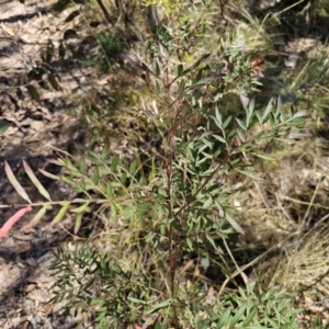 Polyscias sambucifolia at Captains Flat, NSW - 28 Sep 2023 12:34 PM