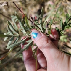 Polyscias sambucifolia at Captains Flat, NSW - 28 Sep 2023 12:34 PM