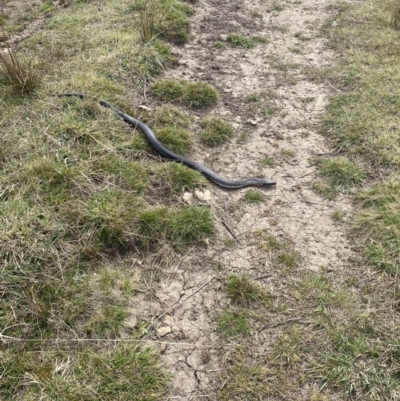 Austrelaps ramsayi (Highlands Copperhead) at Namadgi National Park - 27 Sep 2023 by simonstratford