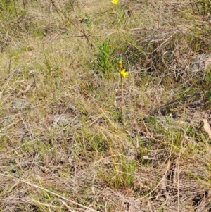 Bulbine bulbosa at Tuggeranong, ACT - 28 Sep 2023