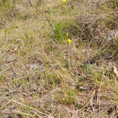 Bulbine bulbosa (Golden Lily, Bulbine Lily) at Tuggeranong, ACT - 28 Sep 2023 by LPadg