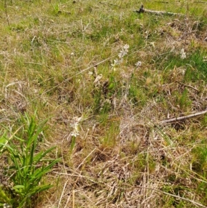 Wurmbea dioica subsp. dioica at Tuggeranong, ACT - 28 Sep 2023 12:17 PM