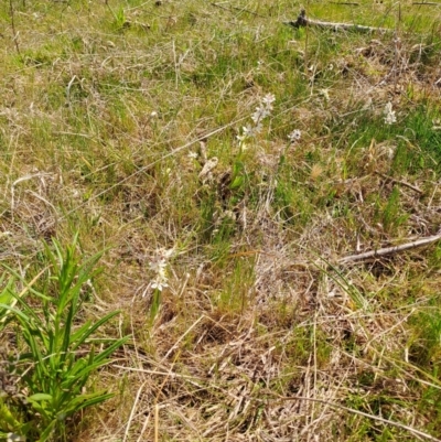 Wurmbea dioica subsp. dioica (Early Nancy) at Wanniassa Hill - 28 Sep 2023 by LPadg