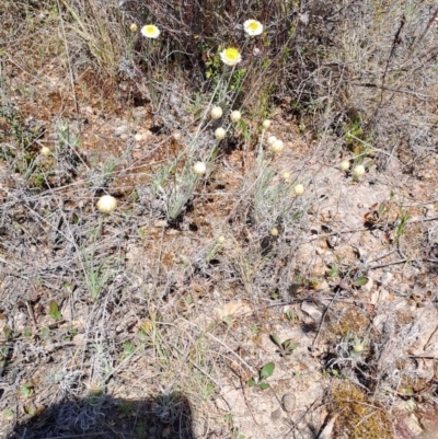Leucochrysum albicans subsp. tricolor (Hoary Sunray) at Wanniassa Hill - 28 Sep 2023 by LPadg