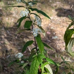 Olearia lirata at Belconnen, ACT - 28 Sep 2023