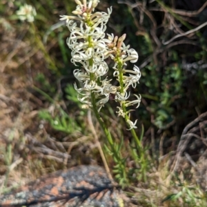 Stackhousia monogyna at Belconnen, ACT - 28 Sep 2023