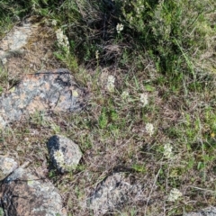 Stackhousia monogyna at Belconnen, ACT - 28 Sep 2023