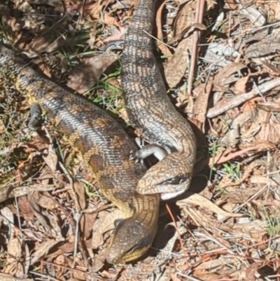 Tiliqua scincoides scincoides (Eastern Blue-tongue) at Canberra Central, ACT - 28 Sep 2023 by HelenCross