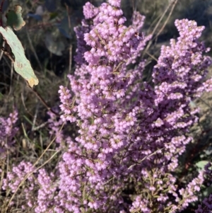 Erica quadrangularis at Mount Taylor - 28 Sep 2023 09:13 AM