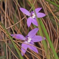 Glossodia major (Wax Lip Orchid) at O'Connor, ACT - 27 Sep 2023 by ConBoekel