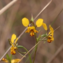 Diuris nigromontana (Black Mountain Leopard Orchid) at O'Connor, ACT - 28 Sep 2023 by ConBoekel