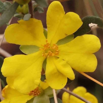 Hibbertia obtusifolia (Grey Guinea-flower) at O'Connor, ACT - 27 Sep 2023 by ConBoekel