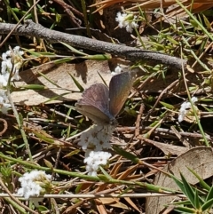 Erina hyacinthina (Varied Dusky-blue) at Captains Flat, NSW - 28 Sep 2023 by Csteele4