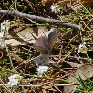 Erina hyacinthina at Captains Flat, NSW - 28 Sep 2023