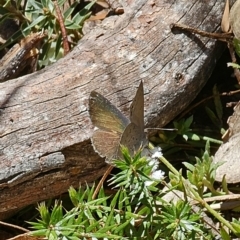 Erina hyacinthina at Captains Flat, NSW - 28 Sep 2023 12:39 PM