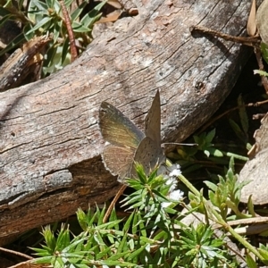 Erina hyacinthina at Captains Flat, NSW - 28 Sep 2023