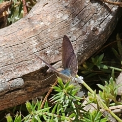 Erina hyacinthina at Captains Flat, NSW - 28 Sep 2023 12:39 PM