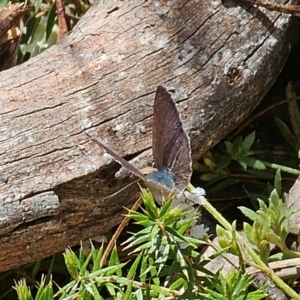 Erina hyacinthina at Captains Flat, NSW - 28 Sep 2023