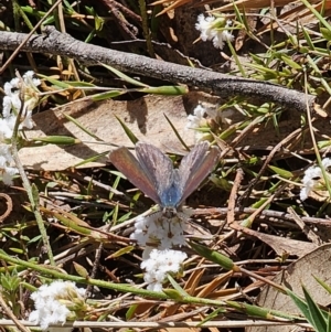 Erina hyacinthina at Captains Flat, NSW - 28 Sep 2023 12:39 PM