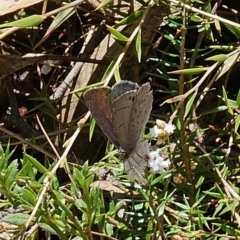 Erina hyacinthina at Captains Flat, NSW - 28 Sep 2023 12:39 PM