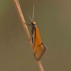 Philobota undescribed species near arabella (A concealer moth) at Caladenia Forest, O'Connor - 27 Sep 2023 by ConBoekel