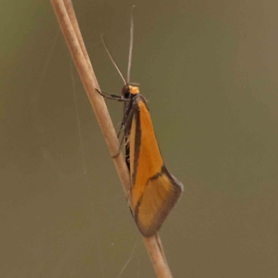 Philobota undescribed species near arabella (A concealer moth) at Caladenia Forest, O'Connor - 27 Sep 2023 by ConBoekel