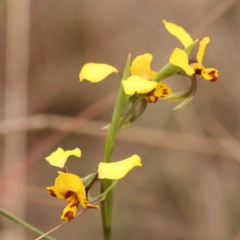 Diuris nigromontana (Black Mountain Leopard Orchid) at Caladenia Forest, O'Connor - 27 Sep 2023 by ConBoekel